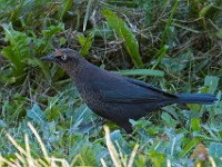 Q0I7399c  Rusty Blackbird (Euphagus carolinus) - fall/winter male